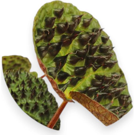 Gardenaria Begonia ferox - Pianta da interno ornamentale - Altezza: 25 cm (vaso 12) (1/3)