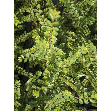 Orme de Chine 'Seiju' Pot de 4L/5L, Tige de 80 cm