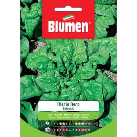 SEMI SPINACIO MERLO NERO BLUMEN