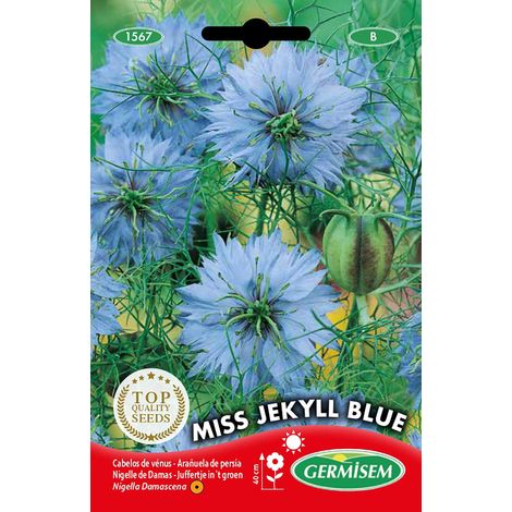 Graines Nigelle de Damas MISS JEKYLL BLUE