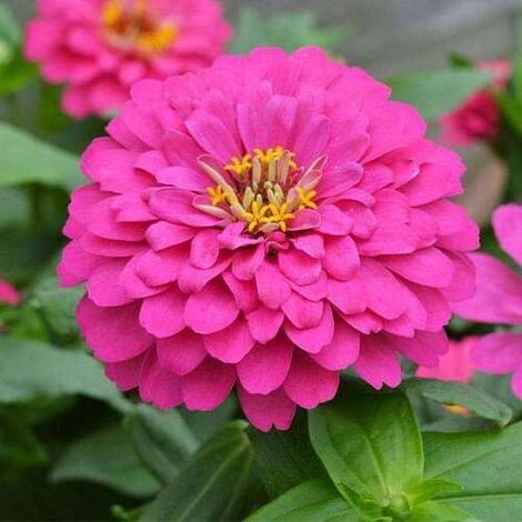 Graines de Zinnia – 1000 Graines – Grandes Fleurs Violette – Culture Jardin (1/5)