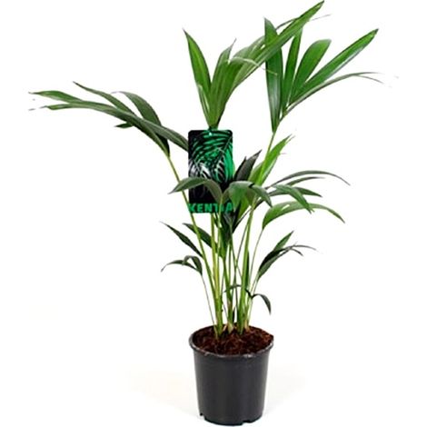 Planta Natural de Kentia en Maceta M17. Altura 90 Cm