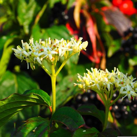Cornouiller sanguin - Cornus sanguinea  - 60-80 cm pot (1/4)