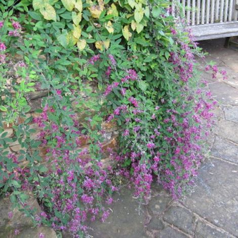 Lespedeza de Thunberg/Pot de 3L - 20/40 cm (1/2)
