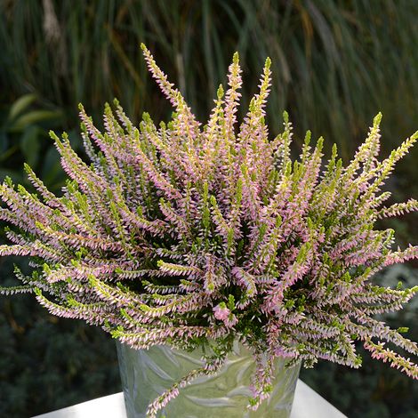 Bruyère d'été - Calluna vulgaris Theresa Godet de 8/9 cm