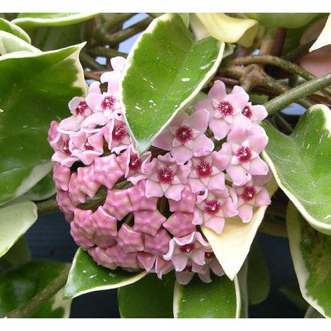 Pianta Hoya Krimson Queen fiore di cera vaso 12cm – Foglie verdi variegate – Fiori cerosi rosa e bianchi – Perenni per interni – Peragashop