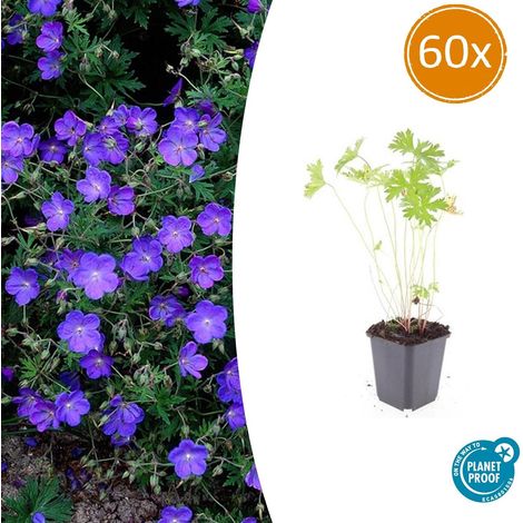 Lot de 60 Géraniums Vivaces Johnson's Blue, Fleurs Bleues, Couvre-sol, Pot Ø9cm, 10-25 cm - PANGIVO (1/5)