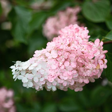 Gardenaria Ortensia - Hydrangea Paniculata 'Confetti' - Pianta acidofila ornamentale da esterno - Altezza: 40/50 cm (vaso19) (1/2)