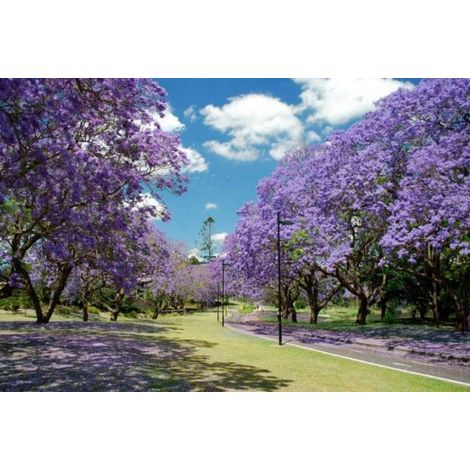 Vivaio Garden Forest – Paulownia tomentosa arbre fruitier – Feuillage caduc vert foncé – Hauteur 15m – Fleurs blanches lilas au printemps – Adapté à tous sols