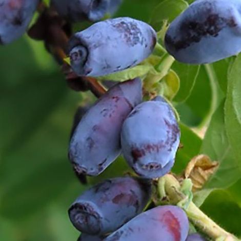 Lonicera Kamtscha Karina – Caprifoglio siberiano da frutto precoce (1/4)