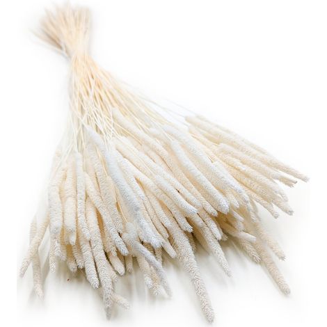 Erba secca - Timoteo (Phleum) - Sbiancata