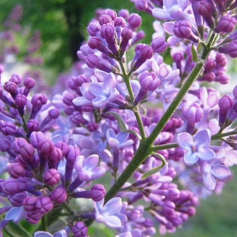 Lilas commun Michel Buchner, Syringa/Pot de 7,5L - 60/80 cm (1/5)