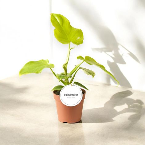 Gardenaria Philodendron 'Golden violin' - Pianta da interno ornamentale - Altezza: 40 cm (vaso 12) (1/5)