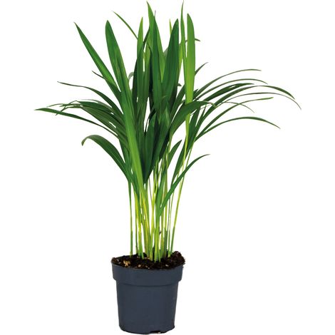 Bloomique - Dypsis Lutescens - Palmier Areca - Plante d’intérieur - Dépolluante - Sans danger pour les animaux - 30-40 cm de haut - Pot 12 cm