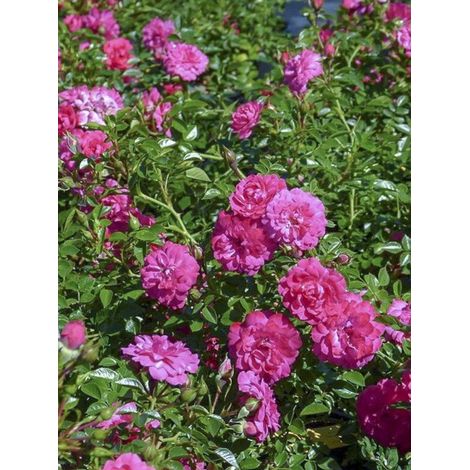 Rosier couvre-sol 'Knirps' Pot de 3L/4L
