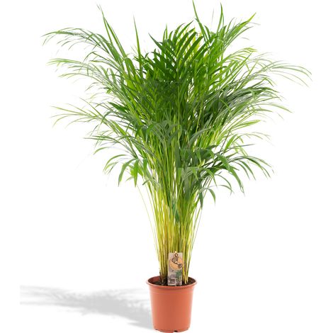 Palmier Areca Dypsis Lutescens Plante d'Intérieur Purificatrice d'Air Ø21cm Hauteur 100cm - PANGIVO (1/5)
