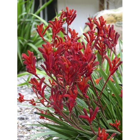 Patte de Kangourou 'Bush Inferno' Pot de 3L/4L