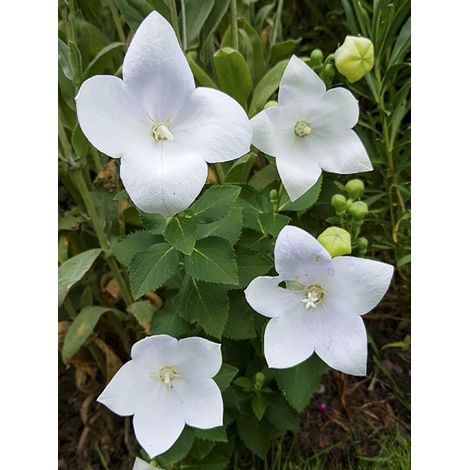 Platycodon 'Astra White' Pot de 2L/3L