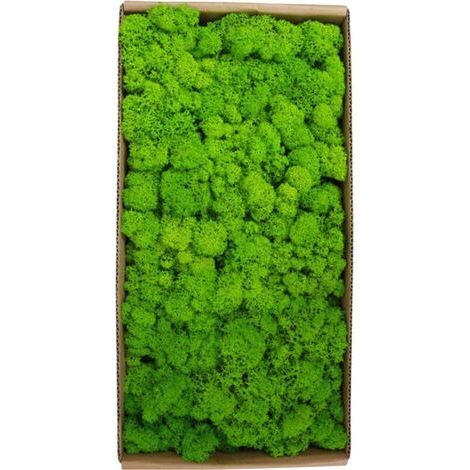 Décoration murale en mousse préservée pour jardinage, micro-paysage, accessoires décoratifs