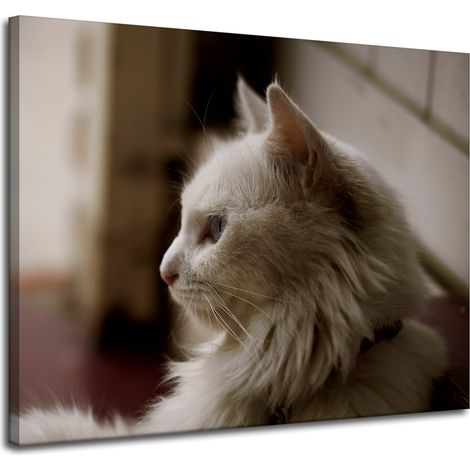 Leinwanddruck Tiere Weiße Katze 100x80 cm