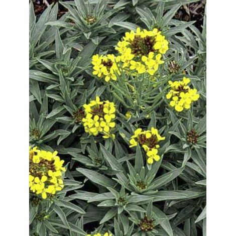Passerage des montagnes 'Berggold' Godet de 8/9 cm