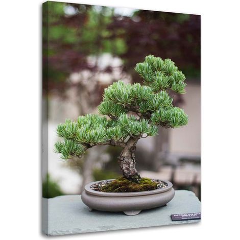 Tableau sur toile Bonsaï Arbre Plante Nature 40x60 (1/5)