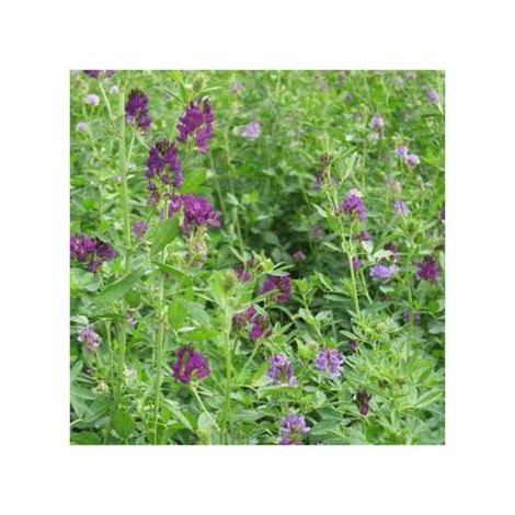 Vilmorin - Engrais Vert Luzerne Flamande 500G (1/2)
