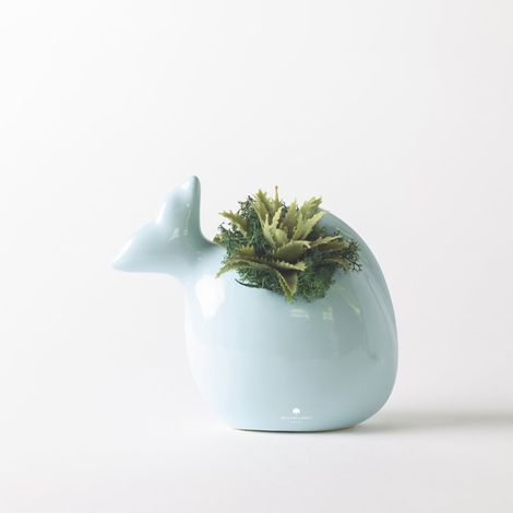 Plante succulente en pot céramique artisanale pour décoration et cadeau Pesciolino - Turchese