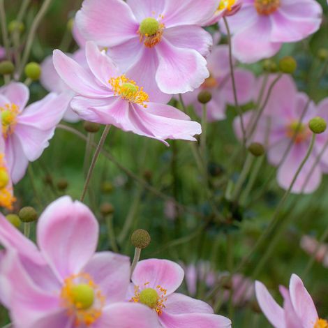 Clematite - Clematis Tetrarose 70cm (1/2)
