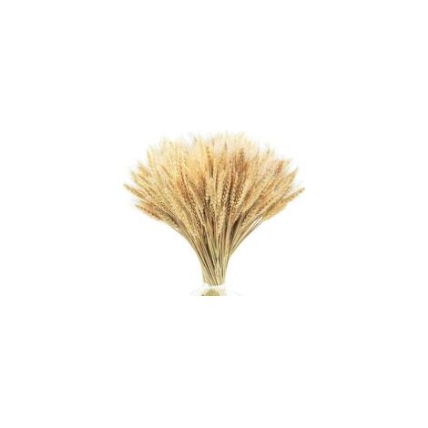 Tiges de Blé Séchées de 45 cm - EINNENFFER - 200 Tiges pour Décorations Bohèmes et Champêtres, Idéales pour Mariages, Fêtes et DIY (1/5)