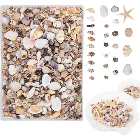 Mini coquillages , décoration pour mariages , et étoiles de mer , amateurs , débutants , adultes , e (1/5)