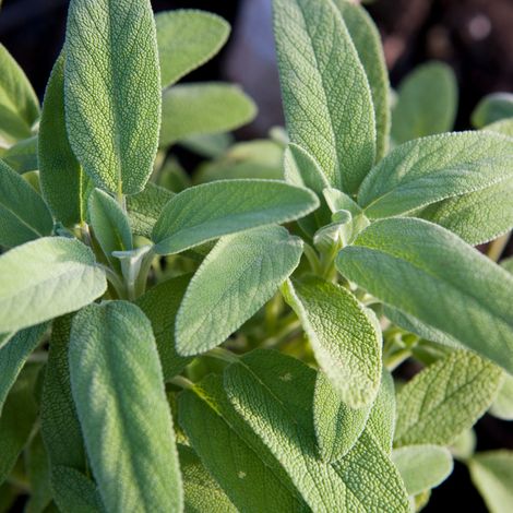 Plant sauge officinale pot 1L – Feuillage dense gris-vert – Production française – Pot carré 11 cm – Envoi sécurisé
