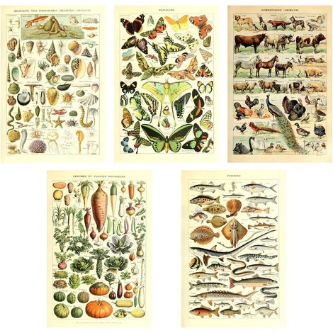 Poster Print Vintage biologie Science botanique Décoration murale Mer Créature animaux Seashell Poisson animaux marins Légumes Oiseaux plumes Papillons espèces espèces d'identification Lot de (1/5)