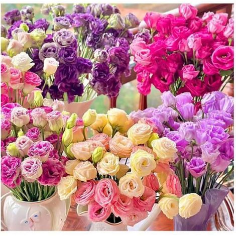 300 pièces Samen Eustoma, Eustoma Grandiflorum Samen,Mischung Eustoma Samen, Bunt Eustoma Samen,Geeignet Pflanzen Multicolor GRAINE (1/4)
