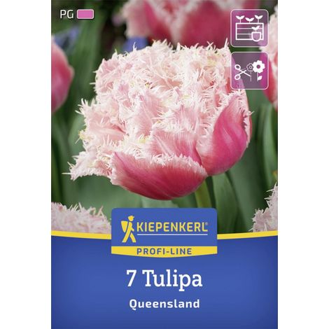 Kiepenkerl Herbstblumenzwiebel Profi-Line Tulpe Queensland 7 Stück (1/2)