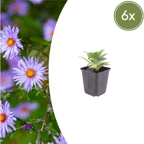 Lot de 6 Aster frikartii 'Mönch' Plante Vivace Fleurs Bleu Violacé Pot Ø9cm 10-25cm - PANGIVO (1/5)