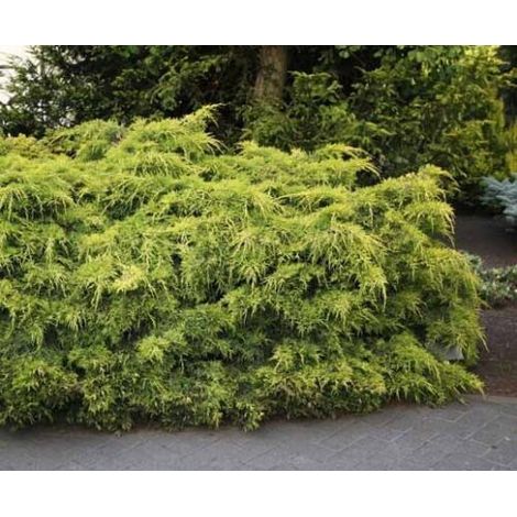 Ginepro tappezzante "Juniperus x pfitzeriana Aurea" pianta in vaso ø11 cm (1/3)