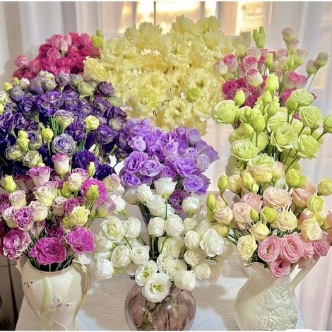 5000 graines de lisianthus coloré - Grandes fleurs délicates, mélange harmonieux, parfait pour culture en pot, balcon et jardin fleuri (1/5)