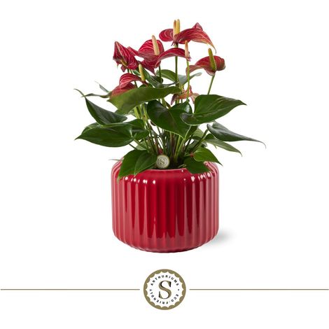 Pot Décoratif en Céramique Côtelée Rouge Foncé avec Anthurium Ø 16 cm H 40 cm - PANGIVO (1/2)