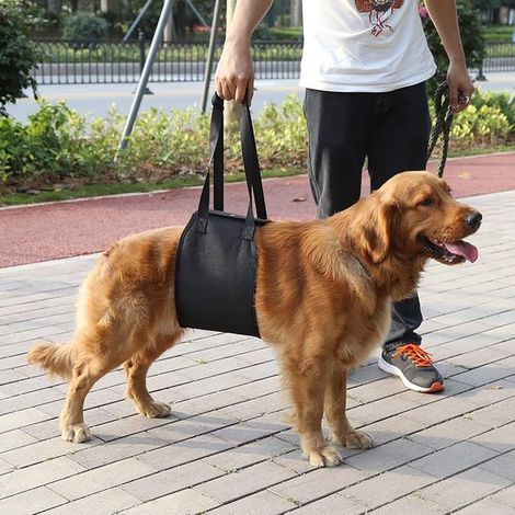 Ceinture pour animaux - Dispositif de levage pour chiens âgés - Aide à la montée et descente d'escaliers et de voiture (L) Noir (1/5)