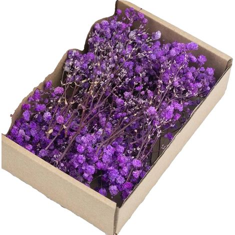 Gypsophila Trockenblumen, Lebendige Farben, Vielseitige Blumenarrangements, LILA (1/2)