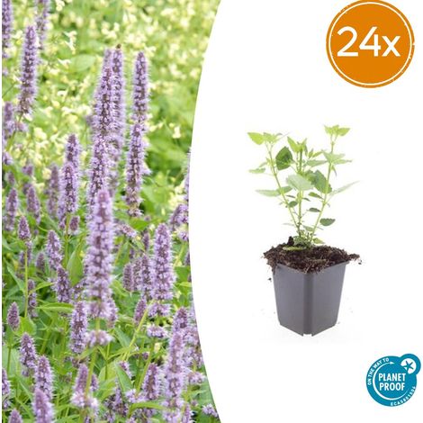Lot de 24 Agastaches 'Blue Fortune' Plantes Vivaces Mellifères Bleu Lavande 10-25 cm Ø 9 cm - PANGIVO (1/5)