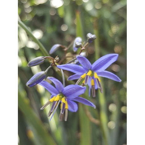 Dianella 'Little Rev' Pot de 2L/3L