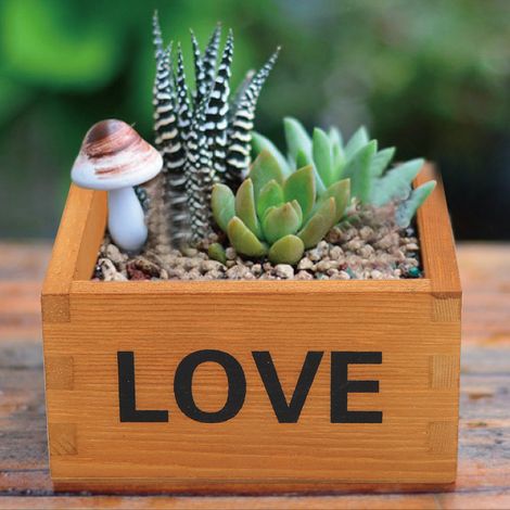 Lot de 2 boîtes de rangement multifonctionnelles en bois pour plantes succulentes (1/5)