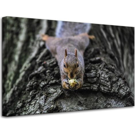 Leinwanddruck Tiere Eichhörnchen Baum 80x50