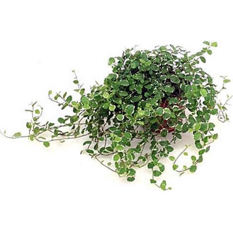 Planta Natural de Ficus Sunny en Maceta M12