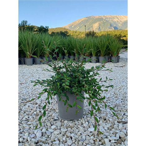 pianta di cotoneaster salicifolia repens