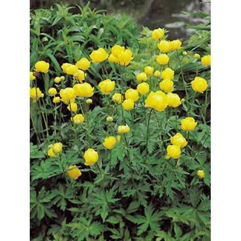 Trolle 'Lemon Queen' Godet de 8/9 cm