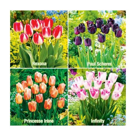 COLLECTION : 40 TULIPES