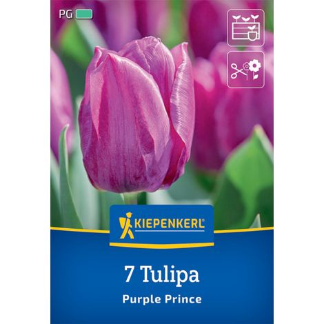 Kiepenkerl Herbstblumenzwiebel Einfache Frühe Tulpe Purple Prince 7 Pflanzen (1/2)